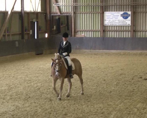 Reitturnier Grefrath - Reitanlage Heitzerend 2015