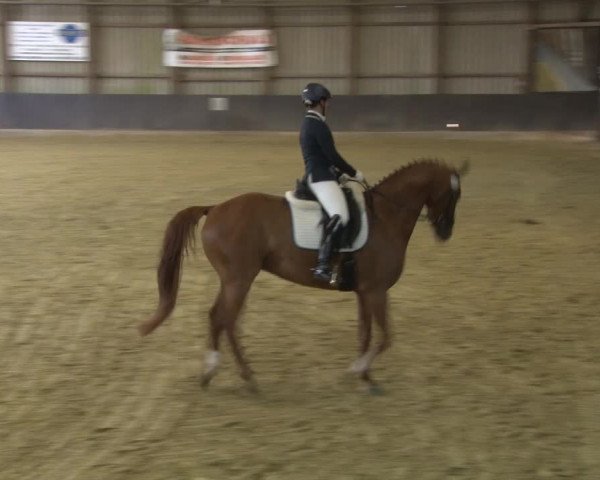 Reitturnier Grefrath - Reitanlage Heitzerend 2015