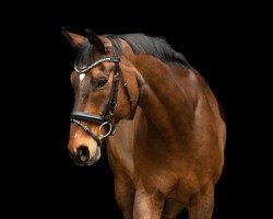 dressage horse Festival 38 (Westphalian, 1997, from Florestan I)