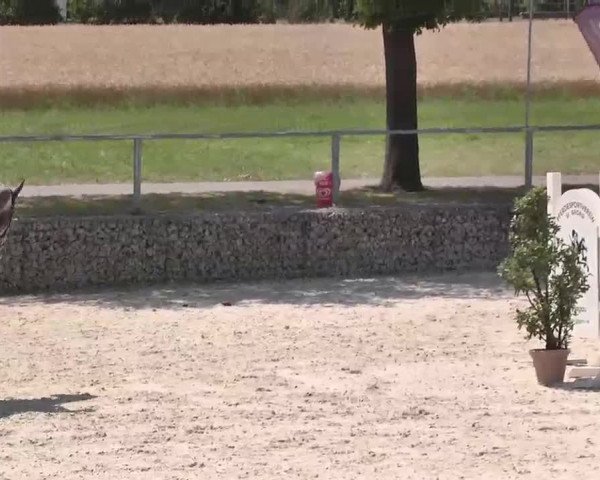Reitturnier Ingolstadt-Hagau 2015