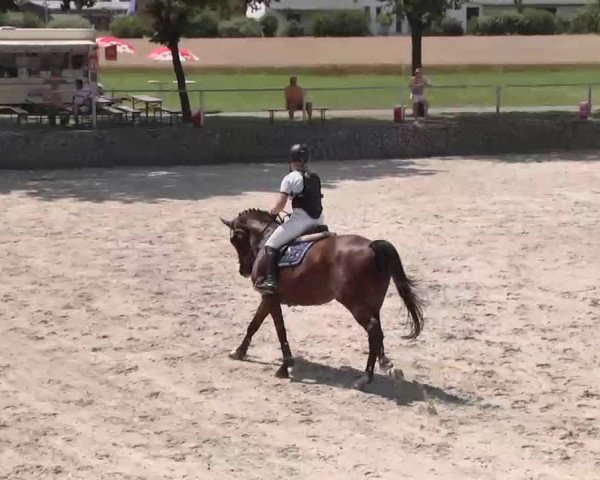 Reitturnier Ingolstadt-Hagau 2015