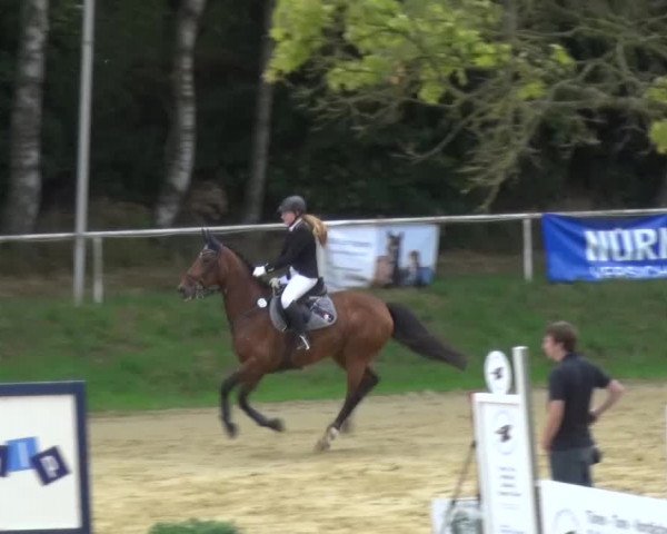 Reitturnier Viersen-Dülken 2015