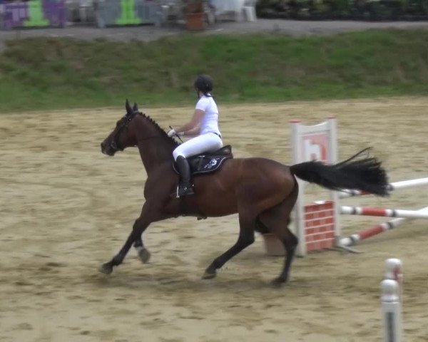 Reitturnier Viersen-Dülken 2015