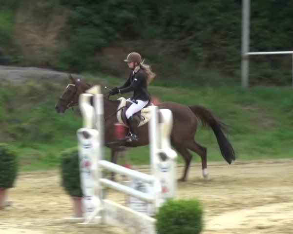 Reitturnier Viersen-Dülken 2015