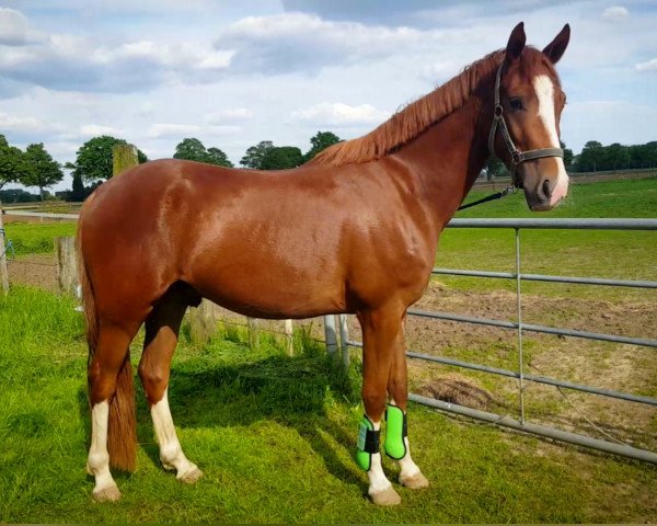 horse Nemo (German Riding Pony, 2015, from Fs Numero Uno)