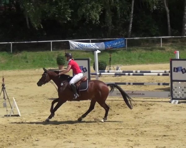 Reitturnier Viersen-Dülken 2015