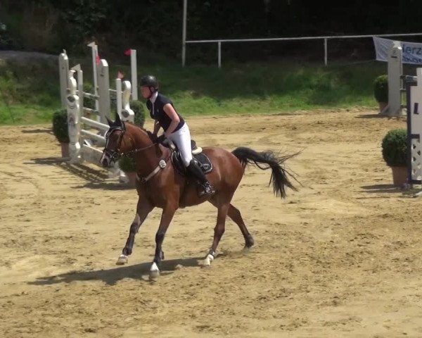 Reitturnier Viersen-Dülken 2015