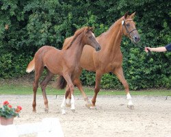 broodmare Bumblebee W (Holsteiner, 2015, from Baracuda 4)