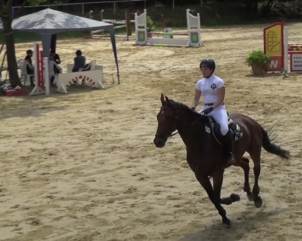 Reitturnier Viersen-Dülken 2015