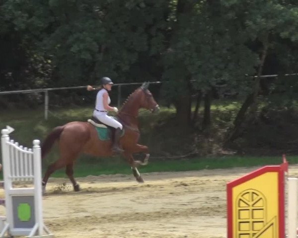 Reitturnier Viersen-Dülken 2015