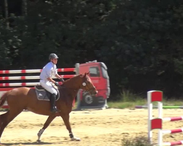 Reitturnier Viersen-Dülken 2015