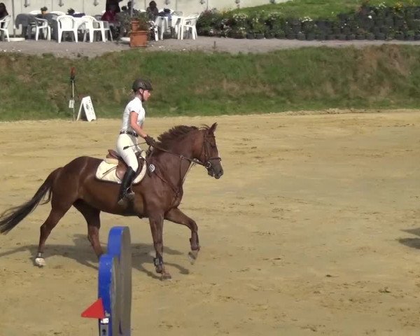 Reitturnier Viersen-Dülken 2015