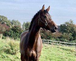 jumper Indiana (Holsteiner, 2016, from Colman)
