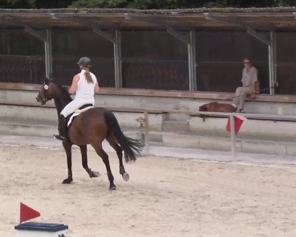 Reitturnier Ingolstadt-Hagau 2015