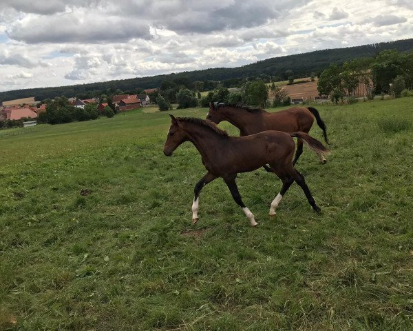 Pferd Cain W. (Deutsches Sportpferd, 2021, von Chrysanthus)