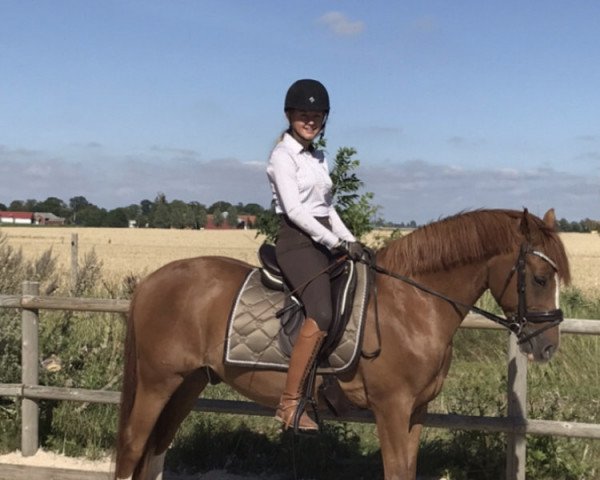 stallion Champus de Luxe (German Riding Pony, 2008, from FS Champion de Luxe)