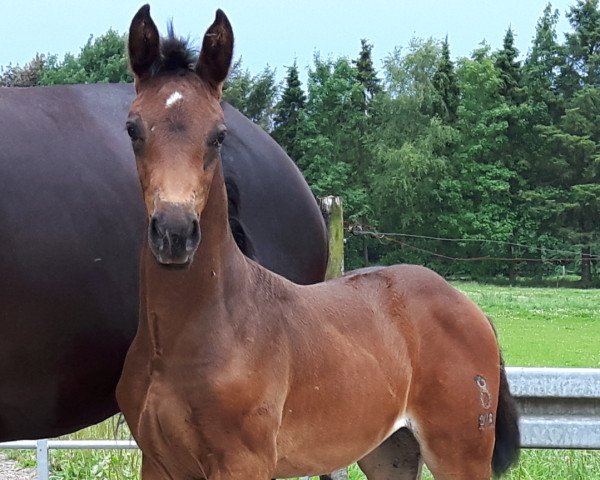 horse Coco´s Clover (Oldenburg, 2017, from Danzador)