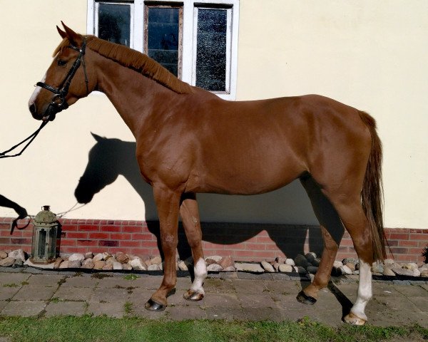 horse Pepe 350 (Oldenburg show jumper, 2016, from Avanti 243)
