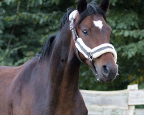 dressage horse Matteo 5 (German Sport Horse, 2016, from FS Mr. Right)