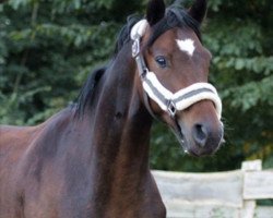 dressage horse Matteo 5 (German Sport Horse, 2016, from FS Mr. Right)