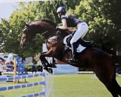 broodmare Moonlight Zsp (German Sport Horse, 2013, from Monte Bellini)