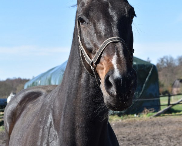 broodmare Arizona 144 (KWPN (Royal Dutch Sporthorse), 2005, from Quantum)