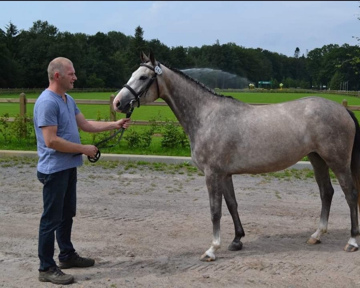 broodmare Frosen Blue (Holsteiner,  , from Zirocco Blue)