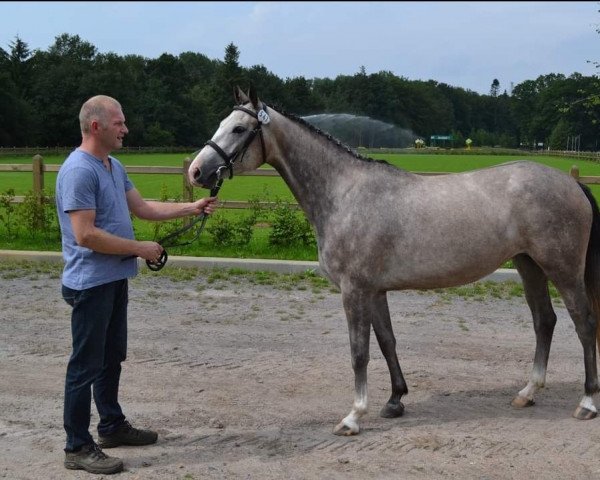 broodmare Frosen Blue (Holsteiner,  , from Zirocco Blue)