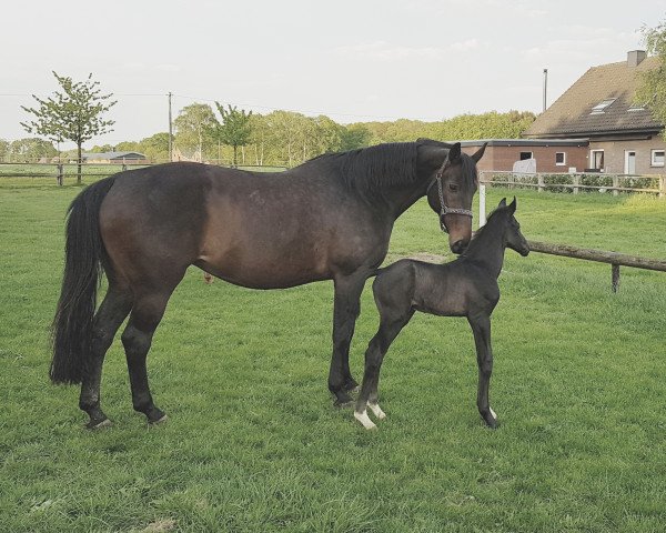 broodmare Herzdame (Hanoverian, 2009, from Hochadel)