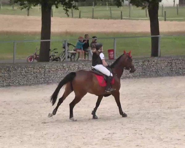 Reitturnier Ingolstadt-Hagau 2015