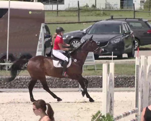 Reitturnier Ingolstadt-Hagau 2015