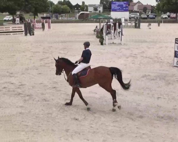Reitturnier Ingolstadt-Hagau 2015