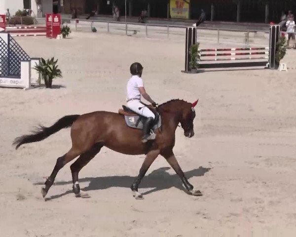 Reitturnier Ingolstadt-Hagau 2015