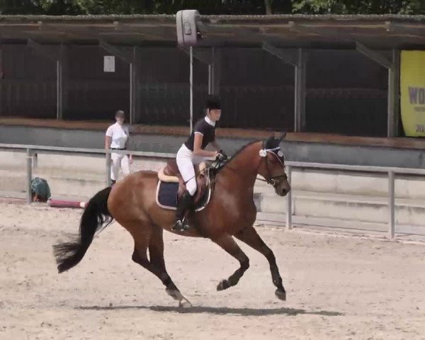 Reitturnier Ingolstadt-Hagau 2015