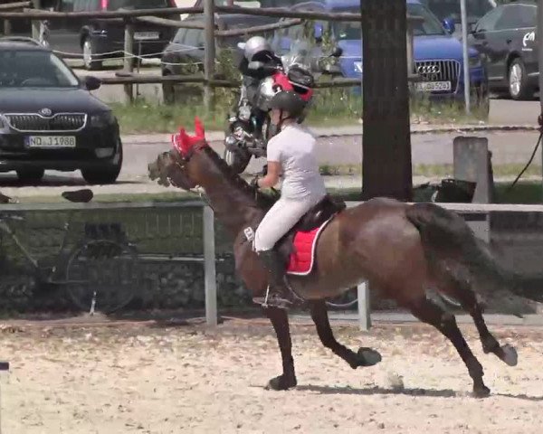 Reitturnier Ingolstadt-Hagau 2015