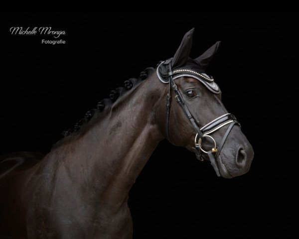 horse Fayola CH (Oldenburg, 2015, from Fürstenball)