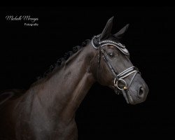 horse Fayola CH (Oldenburg, 2015, from Fürstenball)