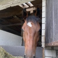 dressage horse Chuck 55 (Mecklenburg, 2017, from Chico's Boy)