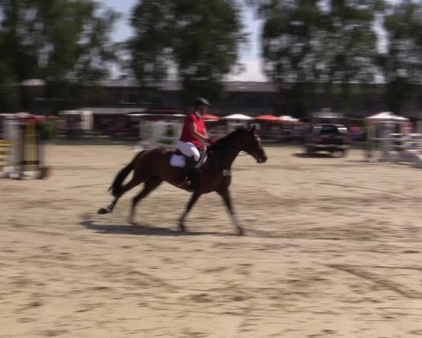 Reitturnier Herbern 2015