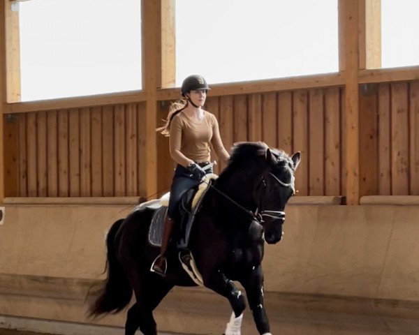 horse Messenger (KWPN (Royal Dutch Sporthorse), 2017, from Glamourdale)