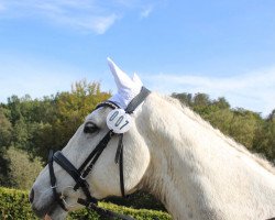 jumper First Diamond 7 (KWPN (Royal Dutch Sporthorse), 2010, from Arthur O.A.)