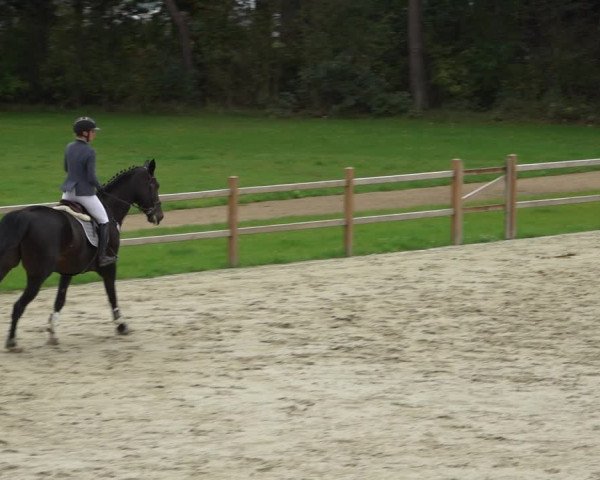 Reitturnier Westergellersen 2021