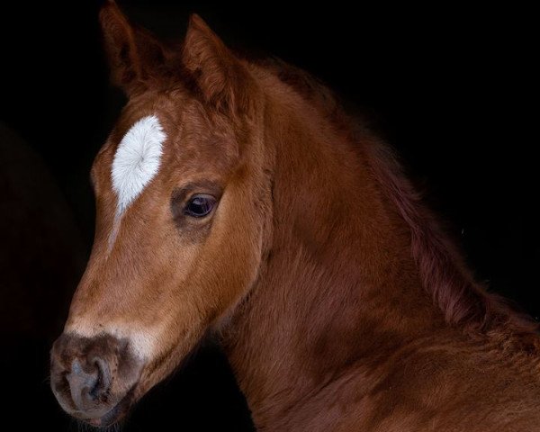 horse Bold Pioneer TS (Westphalian, 2018, from Borsalino)