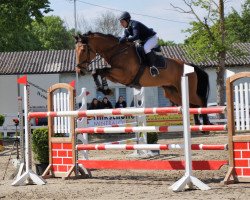 jumper Little Captain Jack (Hanoverian, 2008, from Lomitas)
