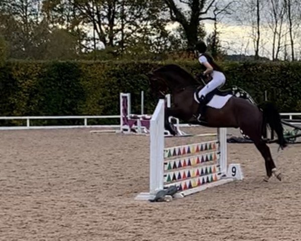 horse Watchover Zebedee (anglo european sporthorse, 2016, from Zenturio)