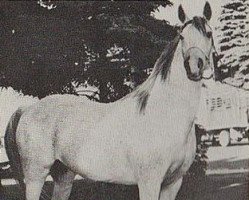 broodmare Gadina ox (Arabian purebred, 1950, from Fay El Dine 1934 ox)