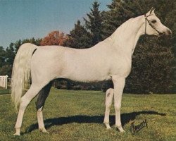 stallion Ferzon ox (Arabian purebred, 1952, from Ferneyn ox)
