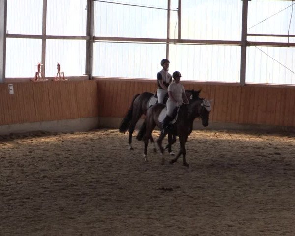 Reitturnier Herbern 2015