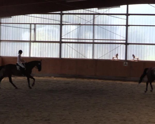 Reitturnier Herbern 2015