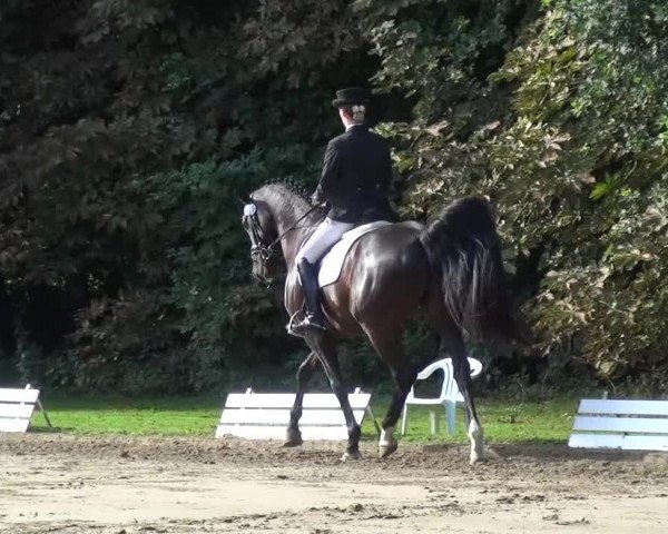 Reitturnier Viersen-Dülken 2015